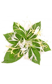 TPA - Honeysuckle 10мл